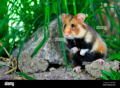 deu hamster|European hamster .